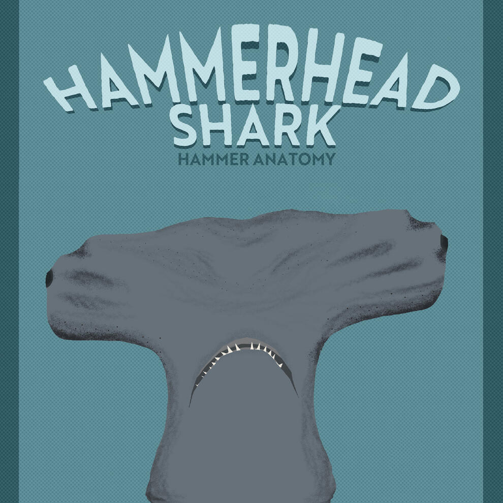 Hammerhead shark infographic &amp; animation